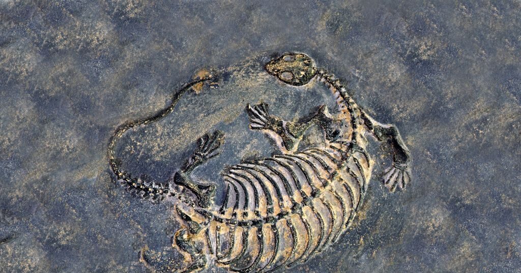 Ein Fossil eines Dinosauriers